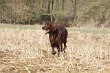 SETTER IRLANDAIS 478